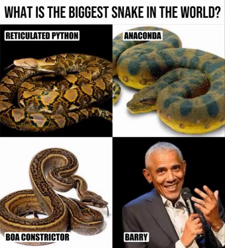 biggest-snake