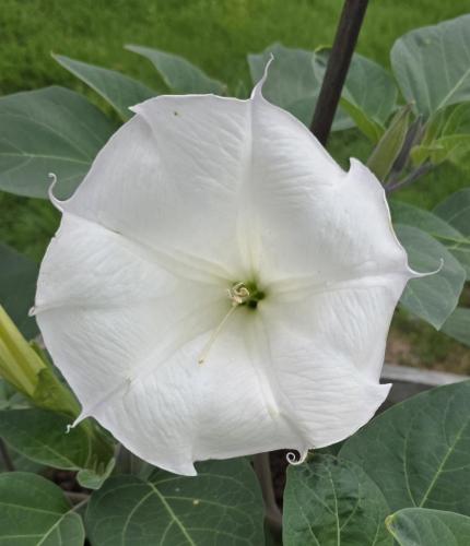 Big beautiful bloom