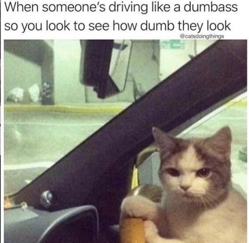 dunbass