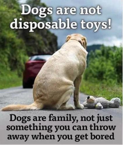dogs-are-family