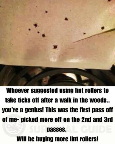 lint-rollers-ticks