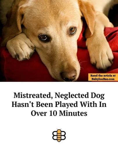 mistreated-dog