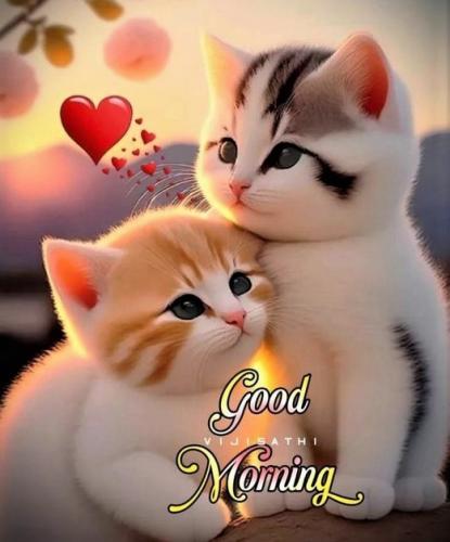 052026 - GM Kittens