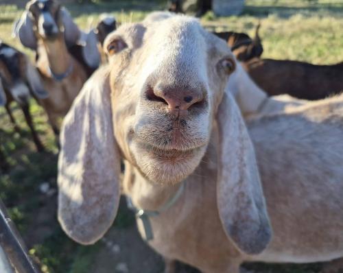 goats