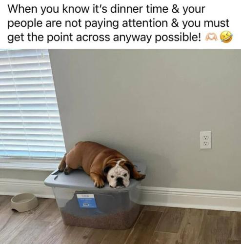 dinner-time