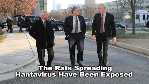 The Rats Spreading Hantavirus Have Been Exposed.768px