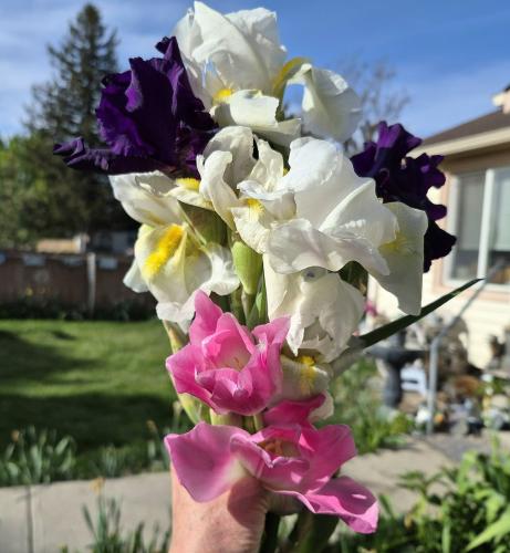 fresh iris