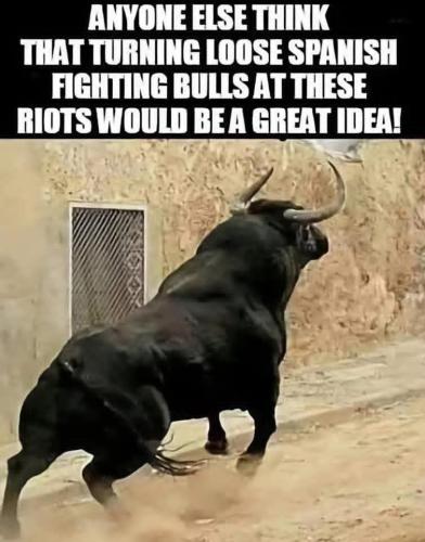 bulls f