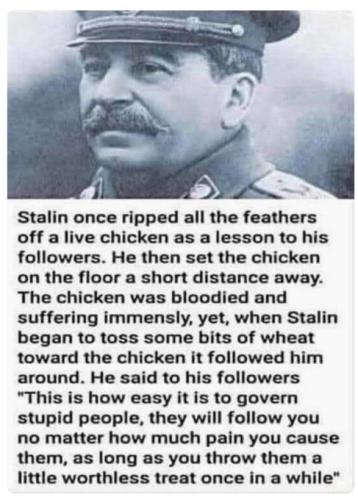 chicken