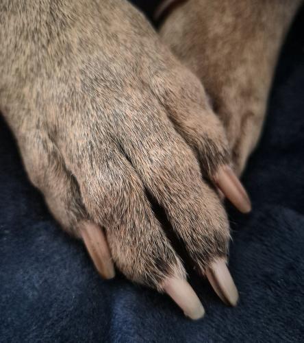 dog nails
