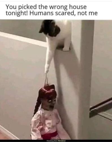 cathorror