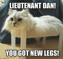 legs-cat