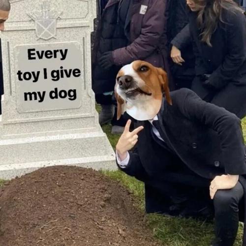 every-dog-toy
