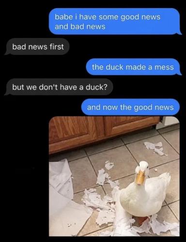 duck-made-a-mess