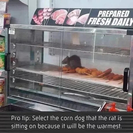 corndog-rat-sitting-on-warmest