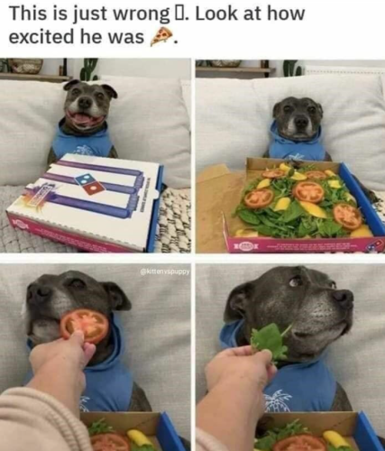 this-is-just-wrong-look-at-excited-he-kitten-vspuppy