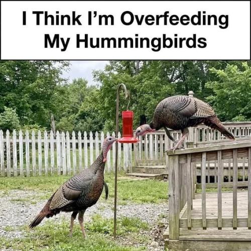 overfeeding-hummingbirds