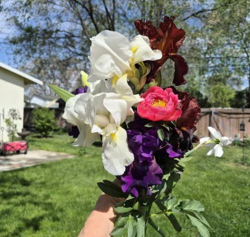 1st peony
