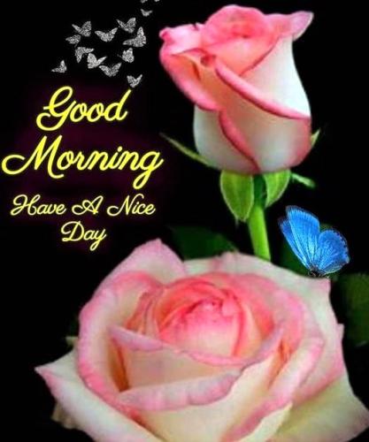 051226 - GM Pink roses