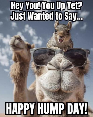 1-Hump Day
