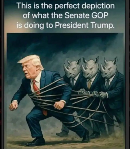 senate rhinos