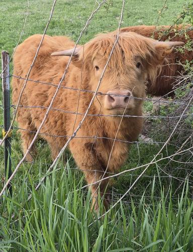 baby highland