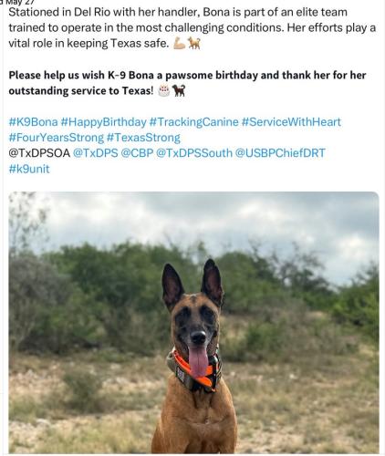 The hero Bona, Belgian Malinois