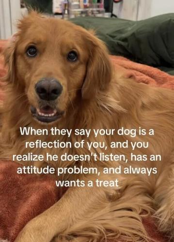 dog-is-reflection-of-you