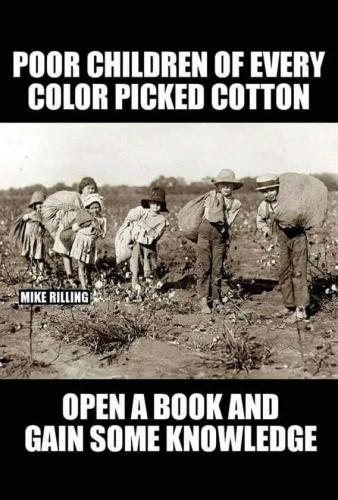 every-color-picked-cotton
