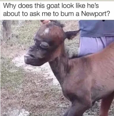 goat-bum-a-newport