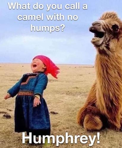 hump-day-memes-2-6686aa1ac022b__700