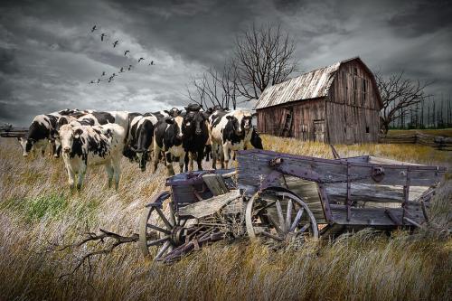 rustic-farm-scene-with-cows-randall-nyhof