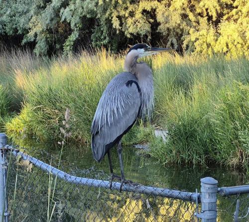 great blue heron