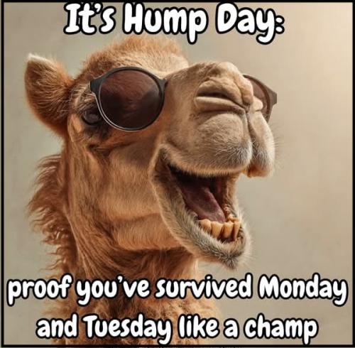 1-Hump Day