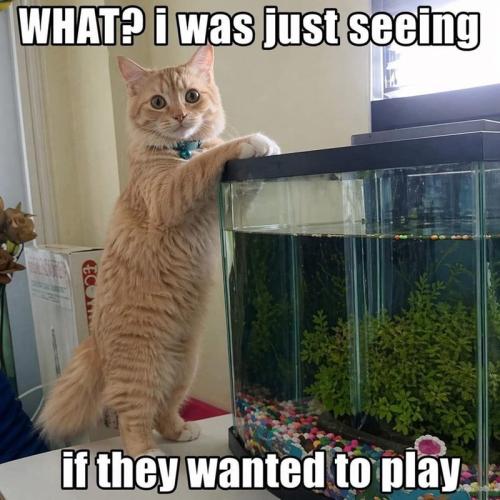 just-seeing-eco-if-they-wanted-play