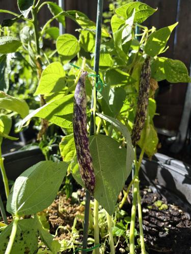 1st beans