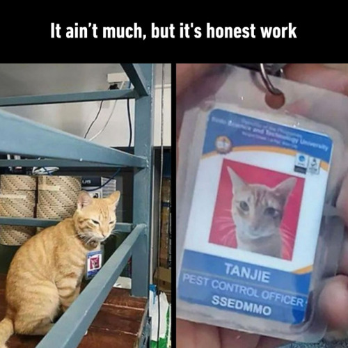 aint-much-but-s-honest-work-university-tanjie-pest-control-officer-ssedmmo