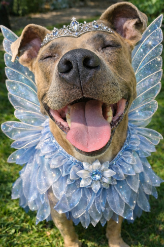 fair dubs 2025 BEST IN BLUE