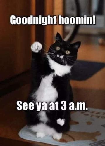 goodnight-hoomin-see-ya-at-3-m
