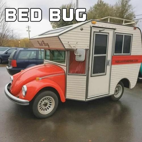bed-bug