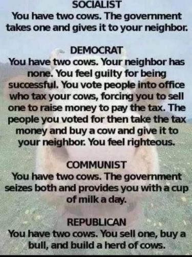 SOCIALIST COWS