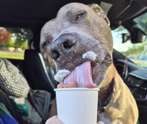 af pupcup