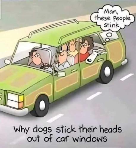 why-dogs-stick-heads-out