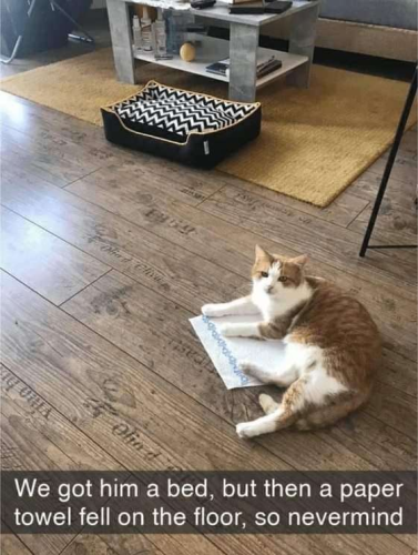 olied-clien-oho-d-got-him-bed-but-then-paper-towel-fell-on-floor-so-nevermind