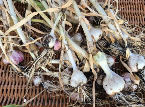 garlic