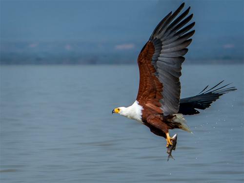 Fish-eagle-3-20220811-20220811-20220811-_DSC2317-Edit-copy