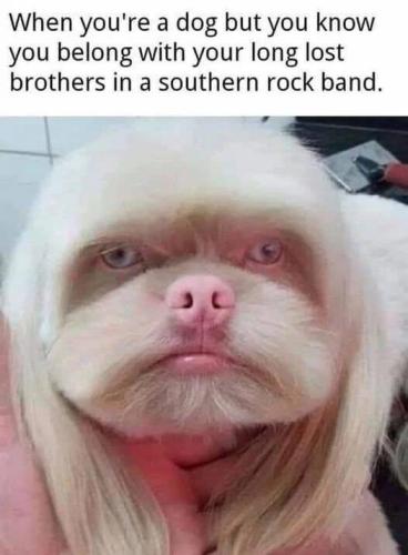 dog-southern-rock-band