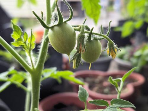 1st tomato