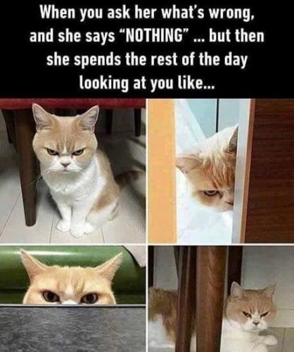 ask-her-s-wrong-and-she-says-nothing-but-then-she-spends-rest-day-looking-at-like