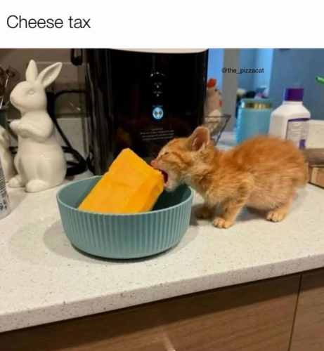 cheese-tax-the_pizzacat